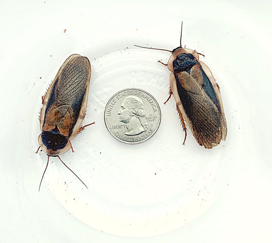 Adult Male Dubia roaches