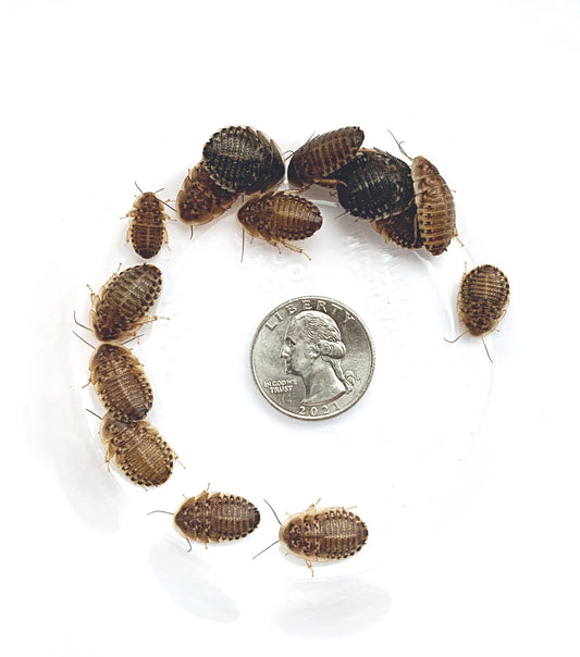 Dubia Roaches Large Medium 5/8" - 3/4"