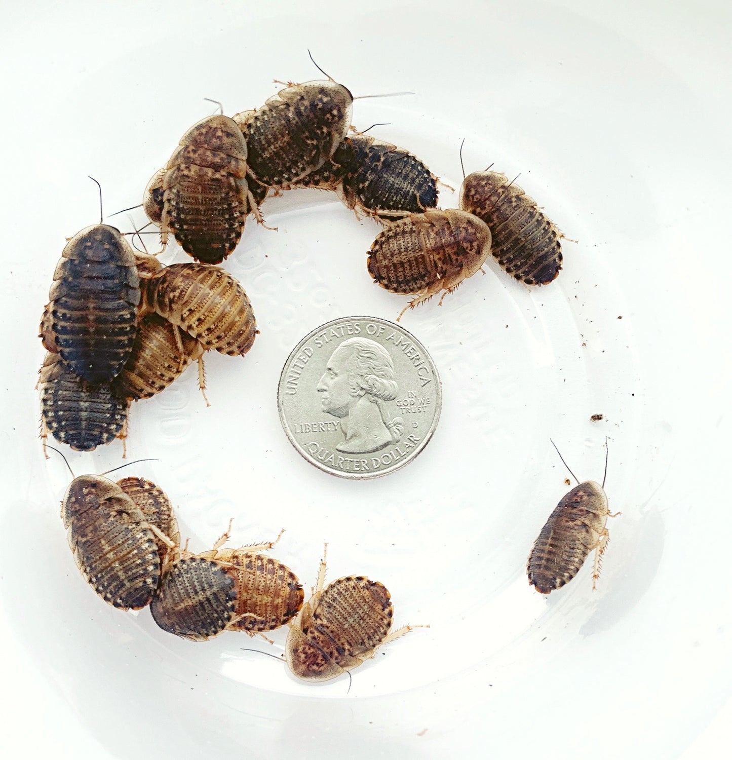 Dubia Roaches Large 3/4"- 7/8"