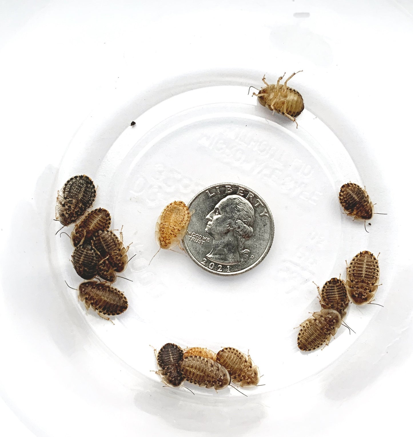 Dubia Roaches 1/2" - 5/8" Medium