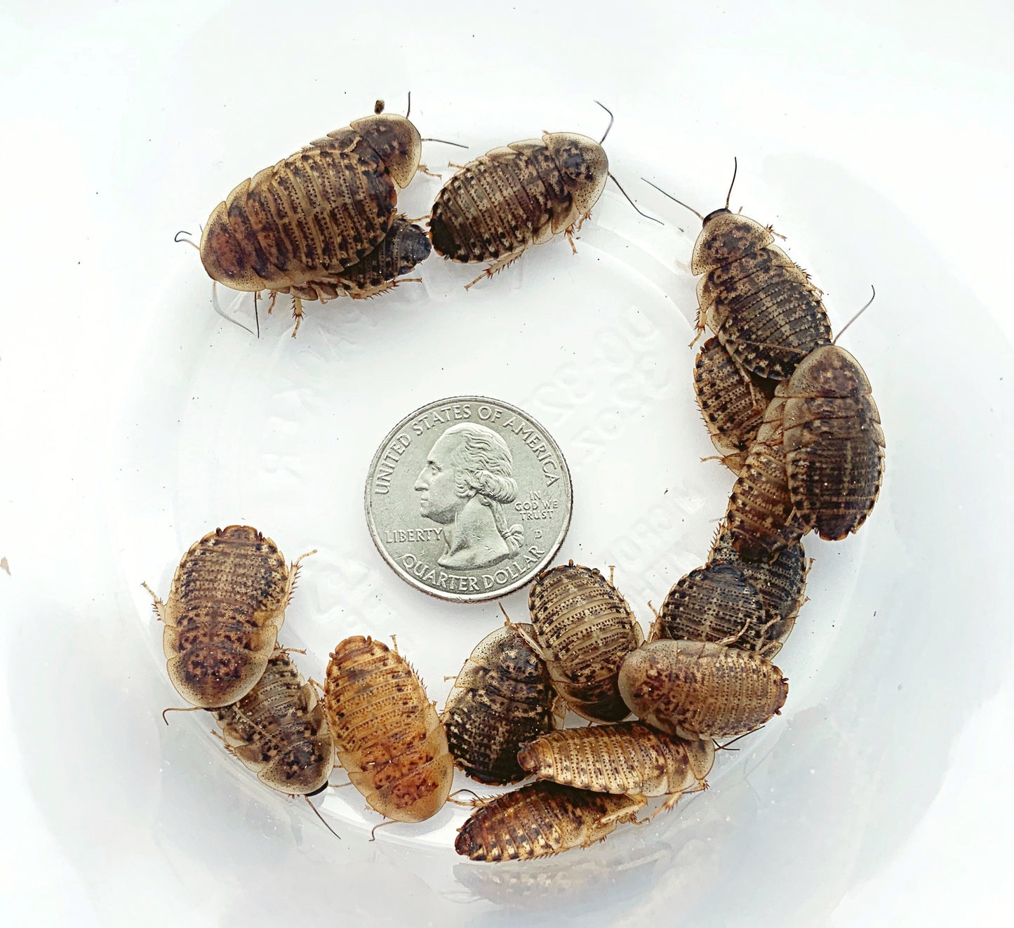 Dubia Roaches Large 3/4" - 1"