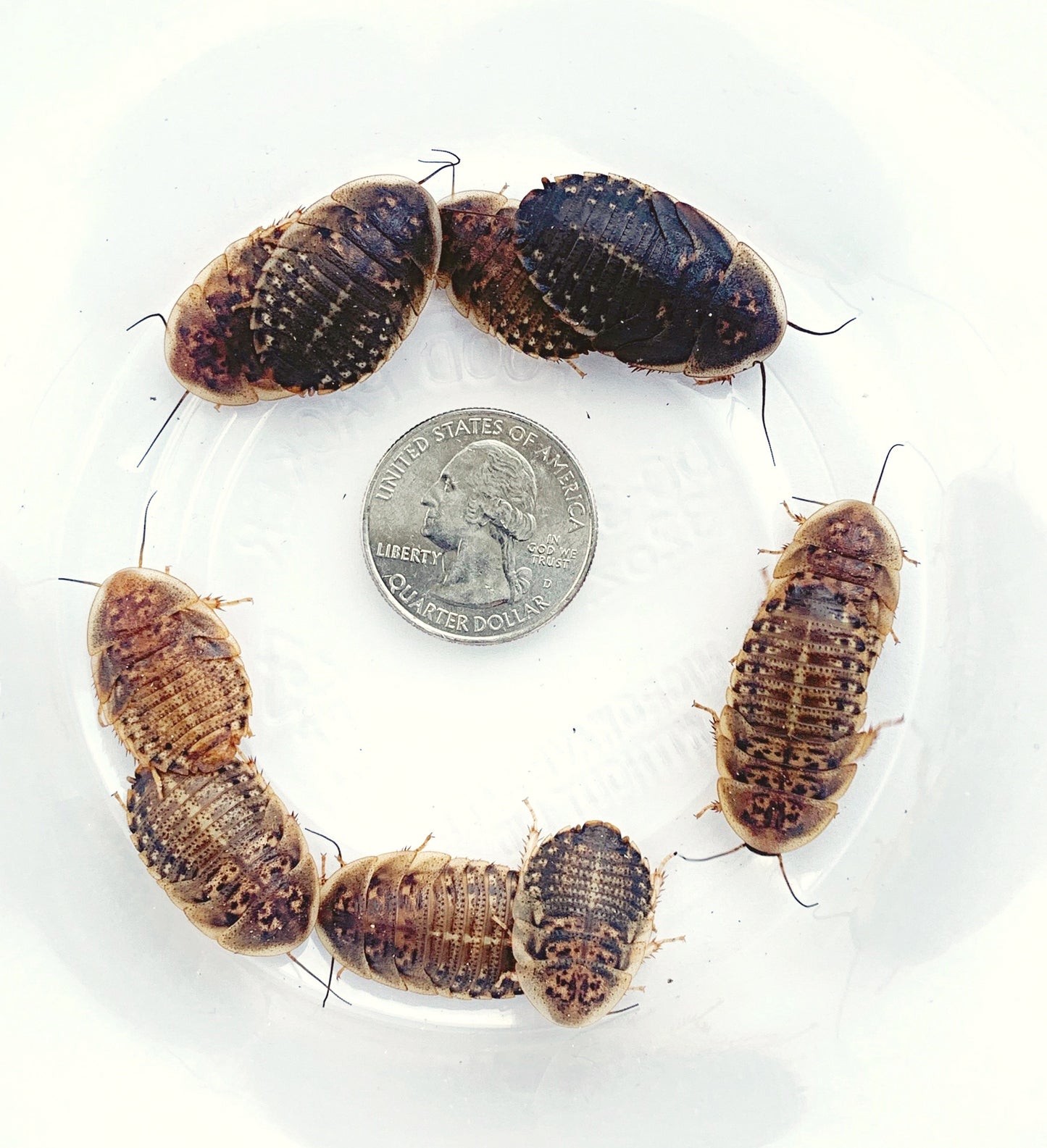 Dubia Roaches Extra Large 7/8"- 1.25"